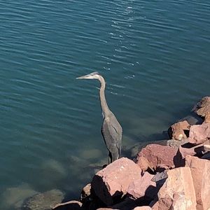 Meet your Posher, Carmelina